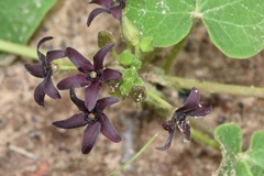 Matelea hirtelliflora