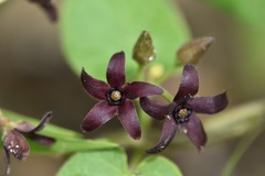 Matelea hirtelliflora