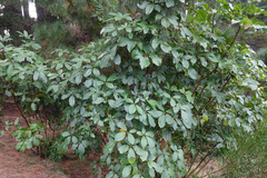Pseudopanax kermadecensis