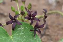 Matelea hirtelliflora