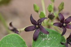 Matelea hirtelliflora