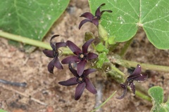 Matelea hirtelliflora