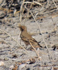 Geositta cunicularia