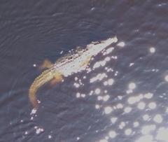 Crocodylus acutus
