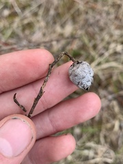Rabdophaga salicisgnaphalioides