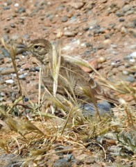 Geositta cunicularia