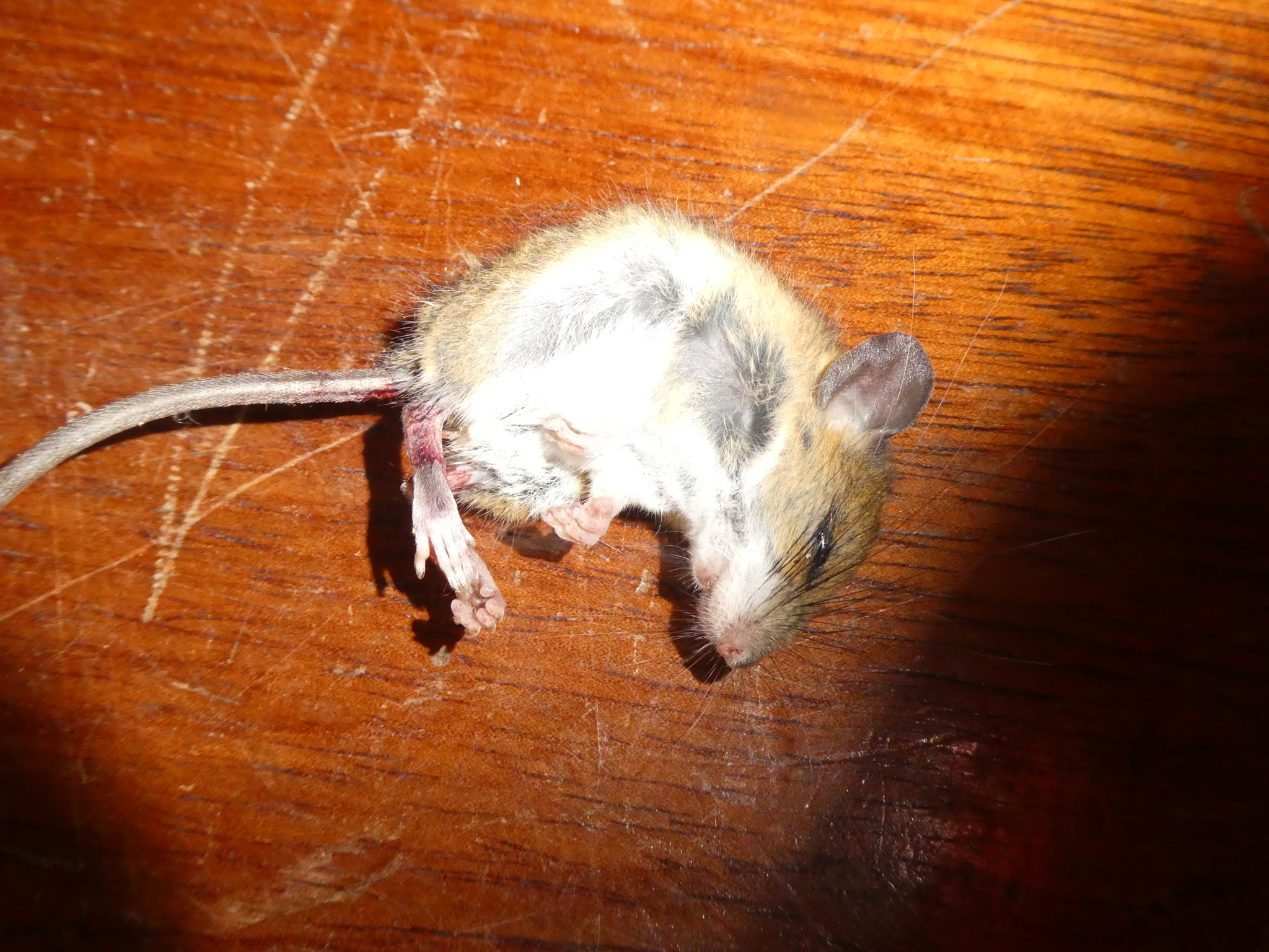 Short-Nosed Harvest Mouse photo 6