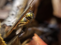 Vespula germanica
