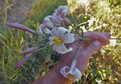 Lilium rubescens