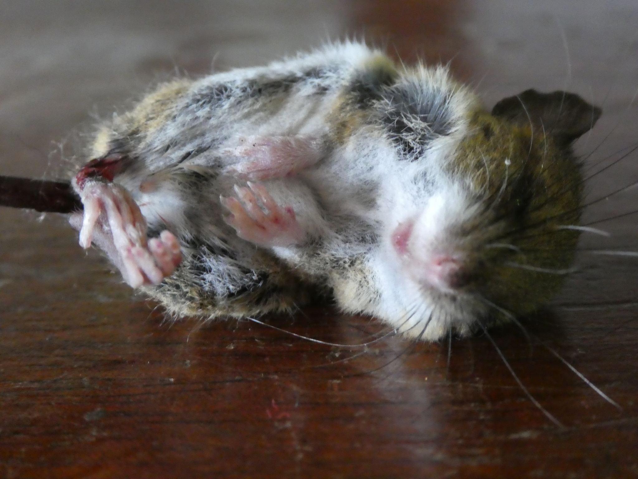 Short-Nosed Harvest Mouse photo 7