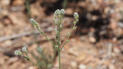 Cryptantha muricata jonesii