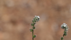 Cryptantha muricata jonesii