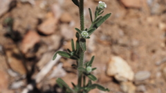 Cryptantha muricata jonesii