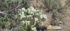 Leptosiphon floribundus glaber
