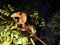 Tamandua tetradactyla
