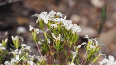 Leptosiphon floribundus glaber