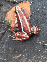 Epipedobates anthonyi