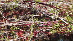 Leptosiphon floribundus glaber