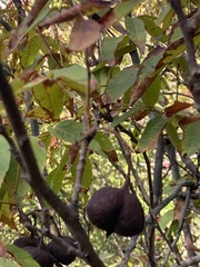 Ungnadia speciosa