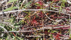 Leptosiphon floribundus glaber