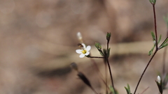 Leptosiphon pygmaeus continentalis