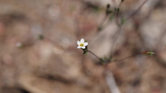 Leptosiphon pygmaeus continentalis