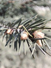Picea obovata