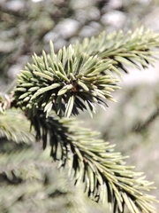 Picea obovata