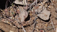 Leptosiphon pygmaeus continentalis