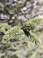 Picea obovata