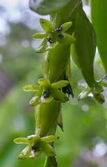 Epidendrum cardiophorum