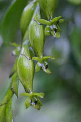 Epidendrum cardiophorum