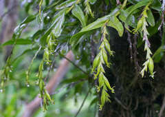 Epidendrum cardiophorum