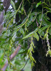 Epidendrum cardiophorum