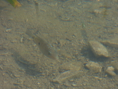 Herichthys carpintis