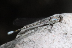 Argia tonto