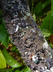 Pseudocyphellaria haywardiorum image