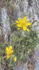 Mentzelia crocea