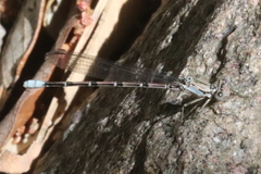 Argia tonto