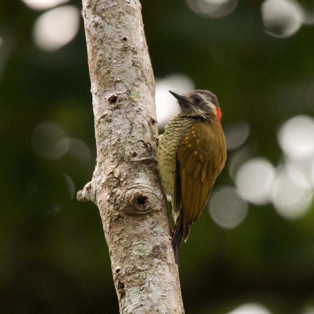 Yellow-Vented Woodpecker