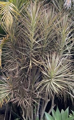 Dracaena reflexa angustifolia
