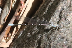 Argia tonto