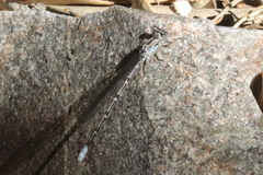 Argia tonto