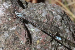 Argia tonto