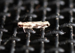 Erechthias zebrina