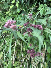 Eupatorium shimadae