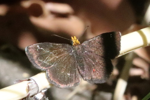 Golden-headed Scallopwing