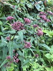 Eupatorium shimadae