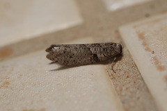 Lepidoscia euryptera