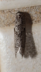 Lepidoscia euryptera